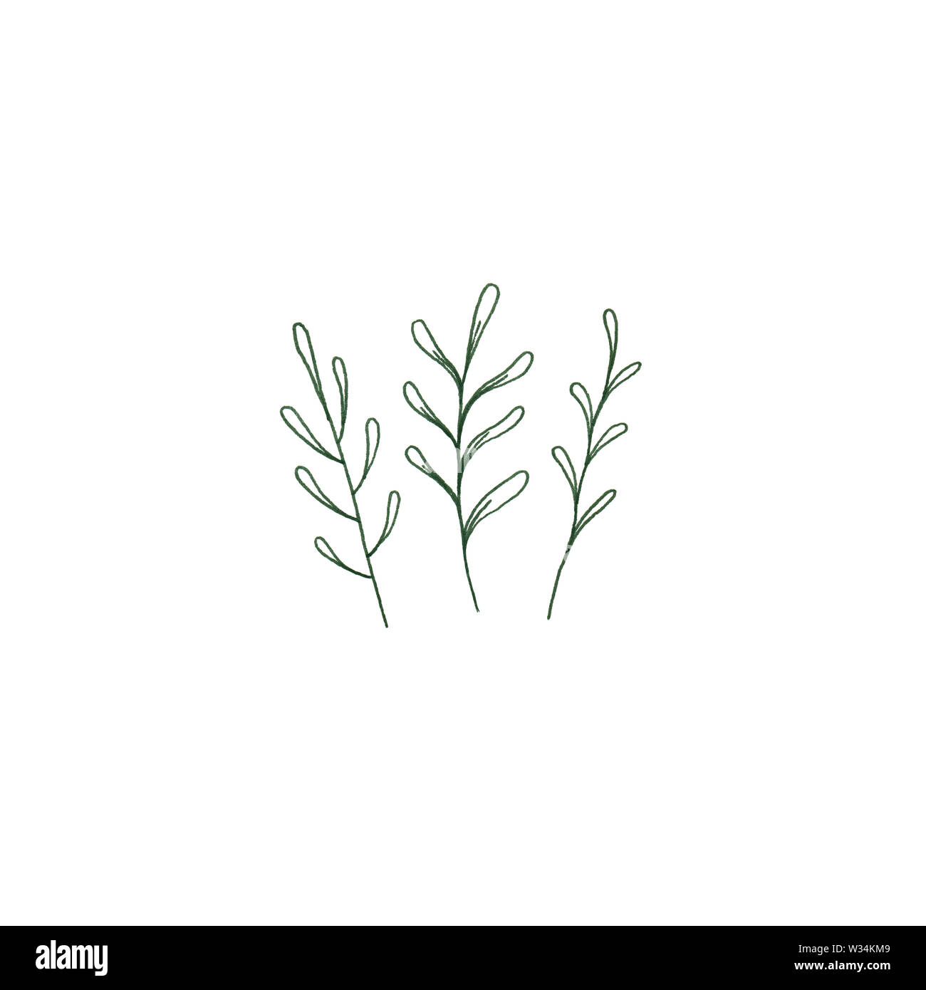 Fougère vert mignon illustration botanique, floral illustration minimale de bouquet de trois herbes forestières dans un style rustique. Banque D'Images