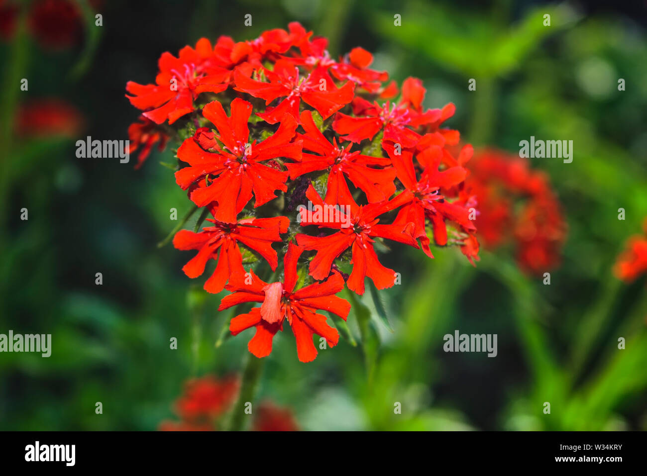 Lychnis fleur rouge. Lychnis fleur Scarlet calcédoine, lat. Lychnis chalcedonica, fleurit dans le jardin. Banque D'Images
