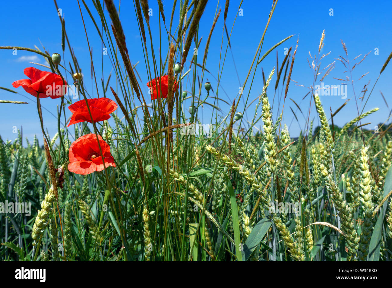Coquelicots de maïs et les herbes dans un champ de céréales Banque D'Images