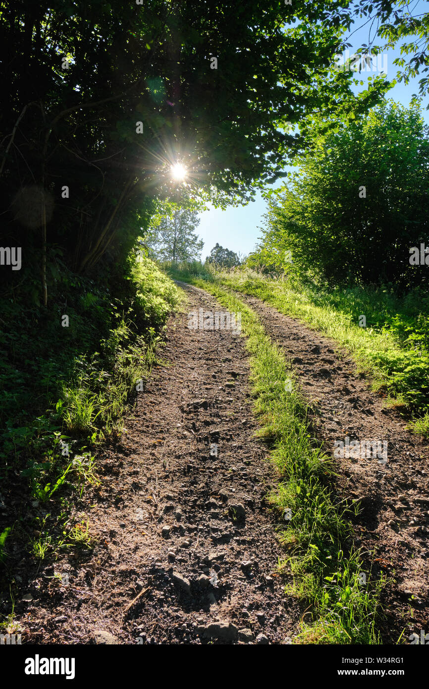 La voie à suivre dans le soleil du soir : soirée belle photo de paysage avec une diminution de gravier entouré de verdure Banque D'Images