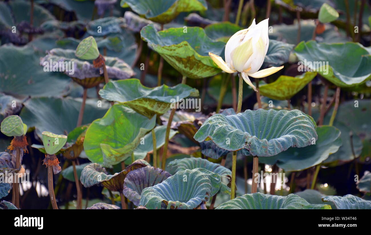 Une belle Nelumbo nucifera, également connu sous le nom de lotus, lotus sacré indien, l'Inde, de haricot haricot égyptien ou simplement lotus, une plante aquatique. Banque D'Images