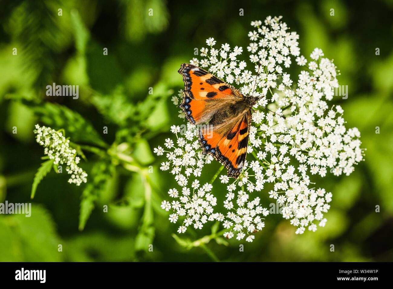 La petite écaille de papillon, un papillon coloré orange rougeâtre avec des taches bleu et noir, assis sur fleur blanche de plus en plus pré. Banque D'Images