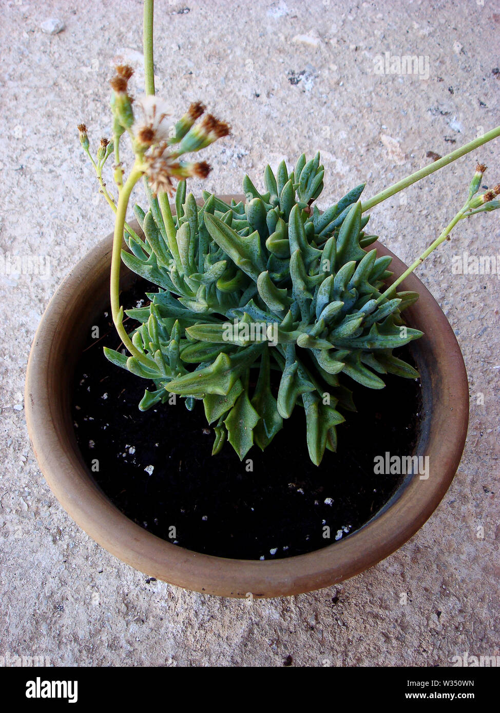 Pot Suspendu Métal Bohème Noir - Pour Plantes Grasses, Cactus, Déco Intérieur - Chaîne 50cm
