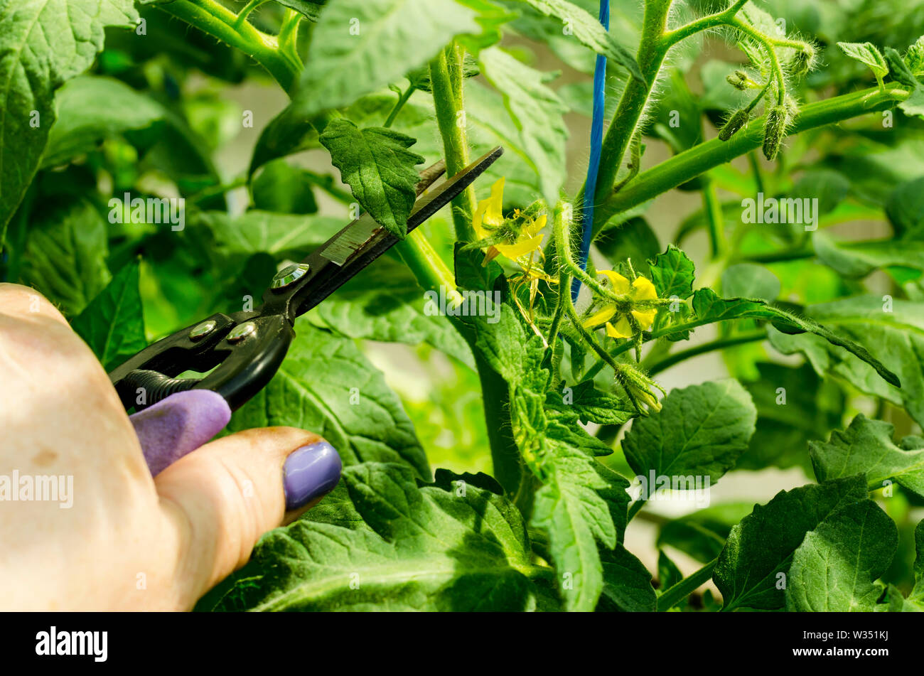 La taille des plants de tomates, enlever les tiges. Studio Photo. Banque D'Images