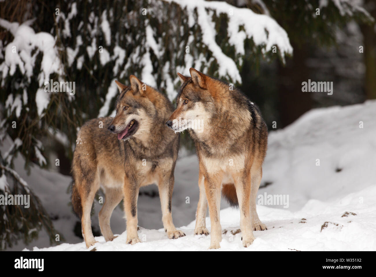Un paquet de loups sauvages dans la neige dans un hiver froid Banque D'Images
