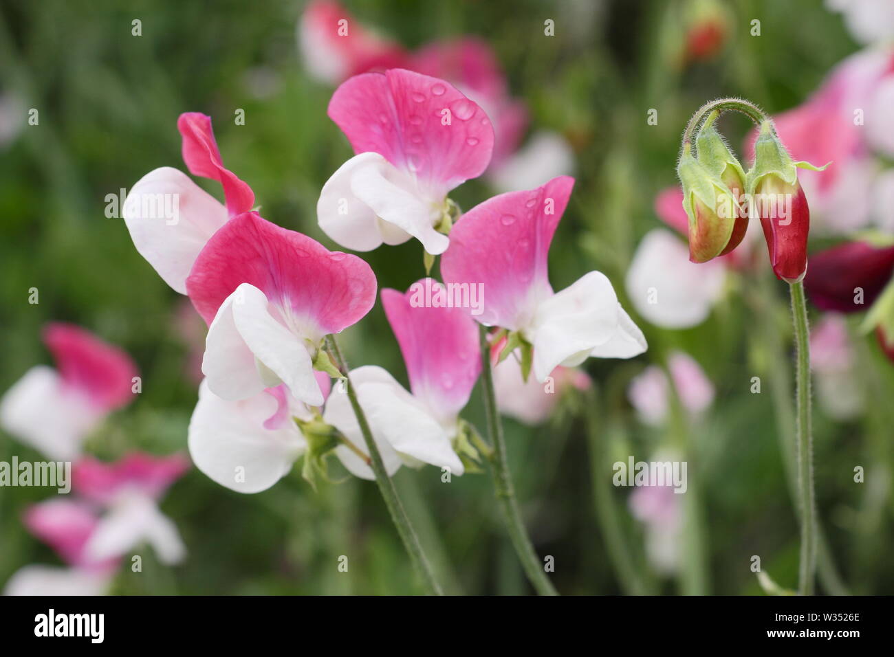 Lathyrus odoratus 'Painted Lady', une ancienne, pois de senteur grandiflora Banque D'Images