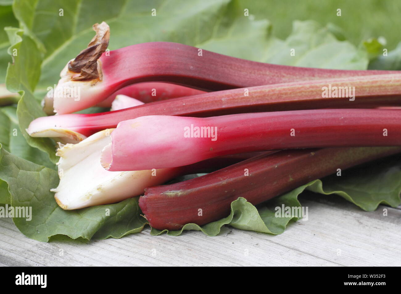 Tiges de rhubarbe. Tiges de rhubarbe fraîchement cueillies (Rheum rhabarbarum) sur une table en bois. ROYAUME-UNI Banque D'Images