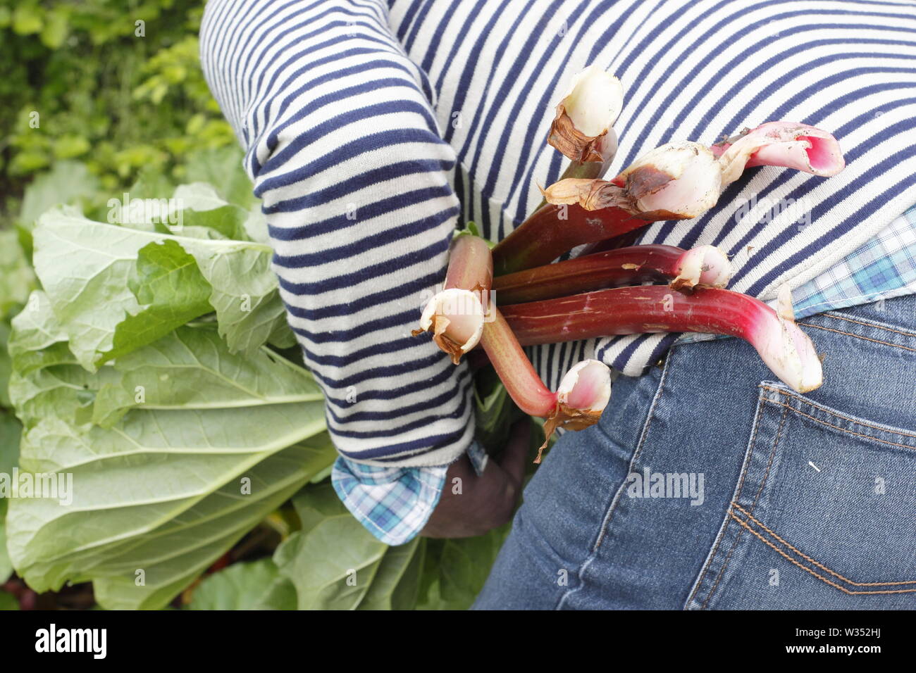 Rheum rhabarbarum. La récolte des tiges de rhubarbe dans un jardin de cuisine - printemps Banque D'Images