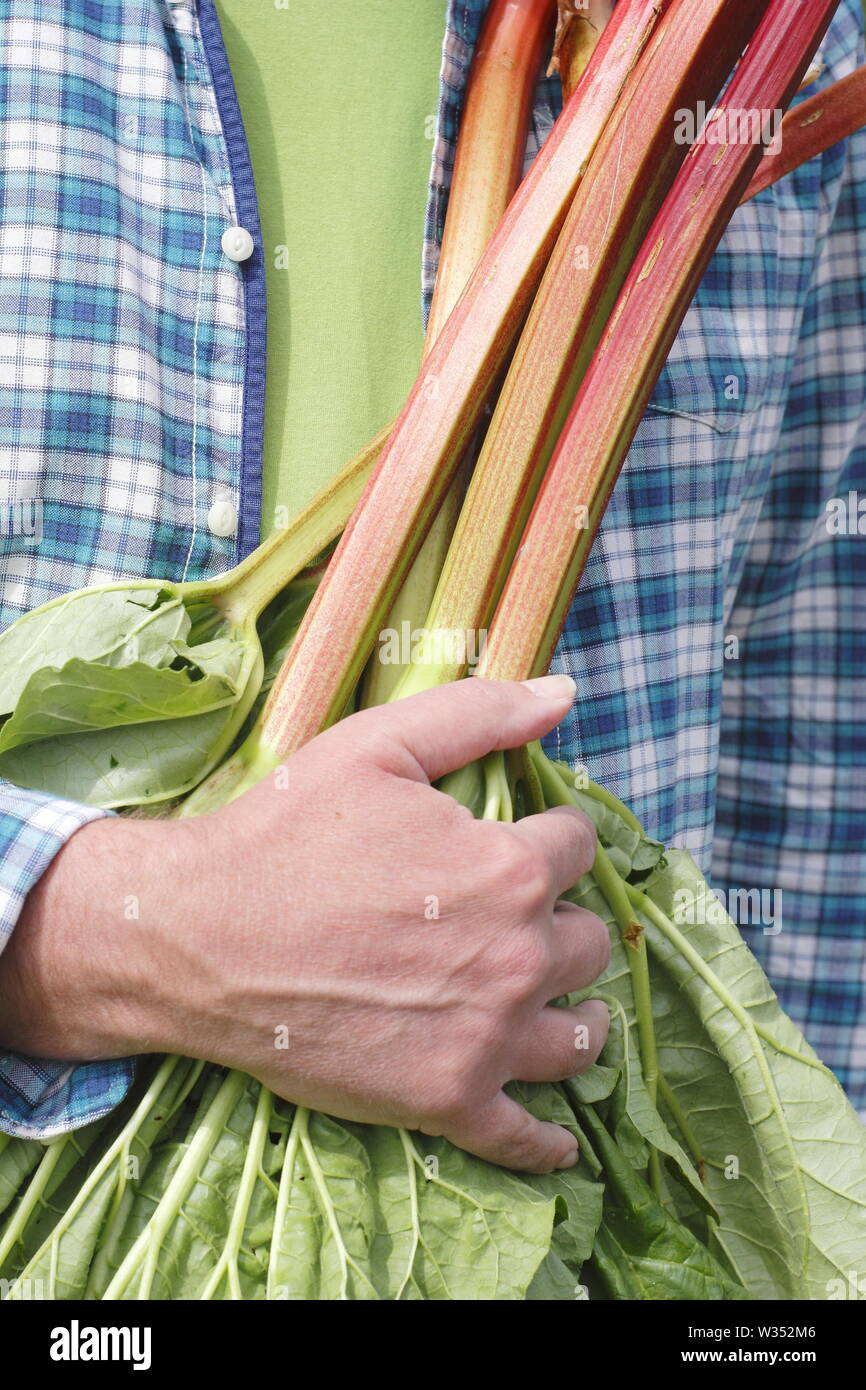 Rheum rhabarbarum. La récolte des tiges de rhubarbe dans un jardin de cuisine - printemps Banque D'Images