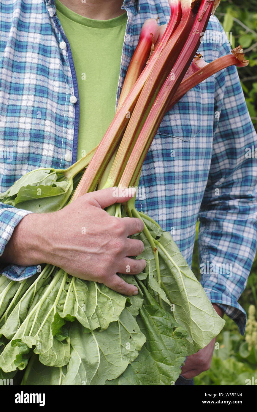 Rheum rhabarbarum. La récolte des tiges de rhubarbe dans un jardin de cuisine - printemps Banque D'Images