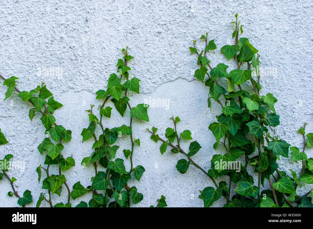 Ivy vines Banque de photographies et d'images à haute résolution - Alamy