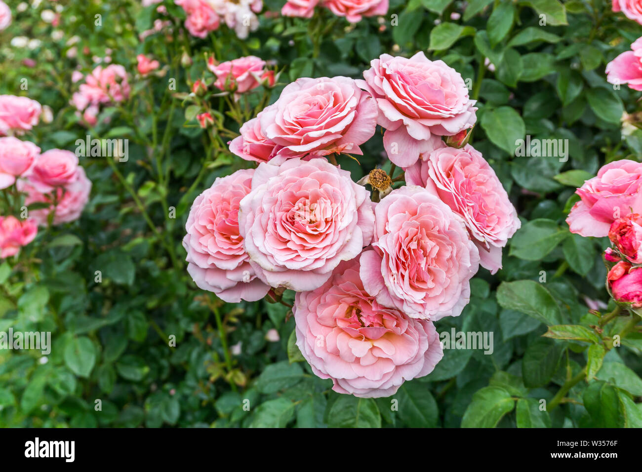 Un gros plan d'une grappe de roses roses au point Defiance Park à Tacoma, Washington. Banque D'Images