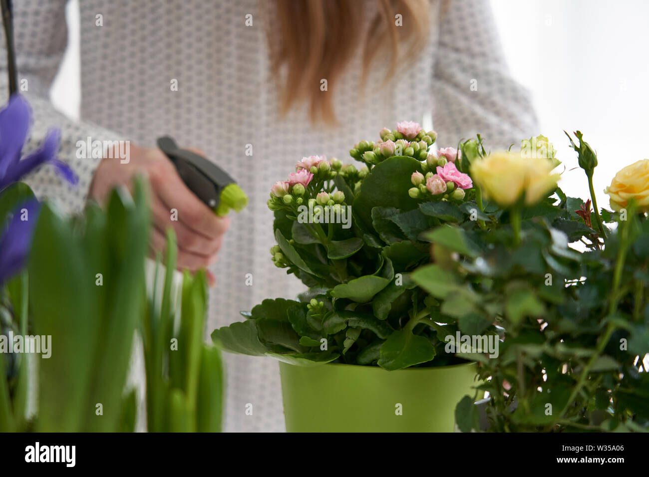 Close Up of Woman arroser les plantes d'appartement à pulvérisation Banque D'Images