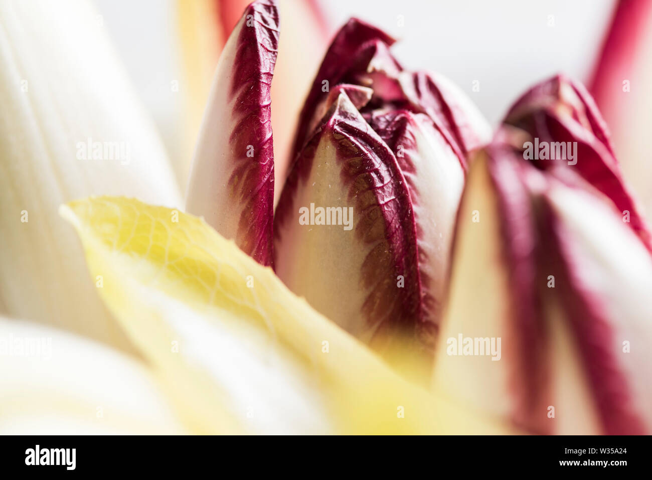 Chefs de jaune et violet/chicorée endive shot close up Banque D'Images