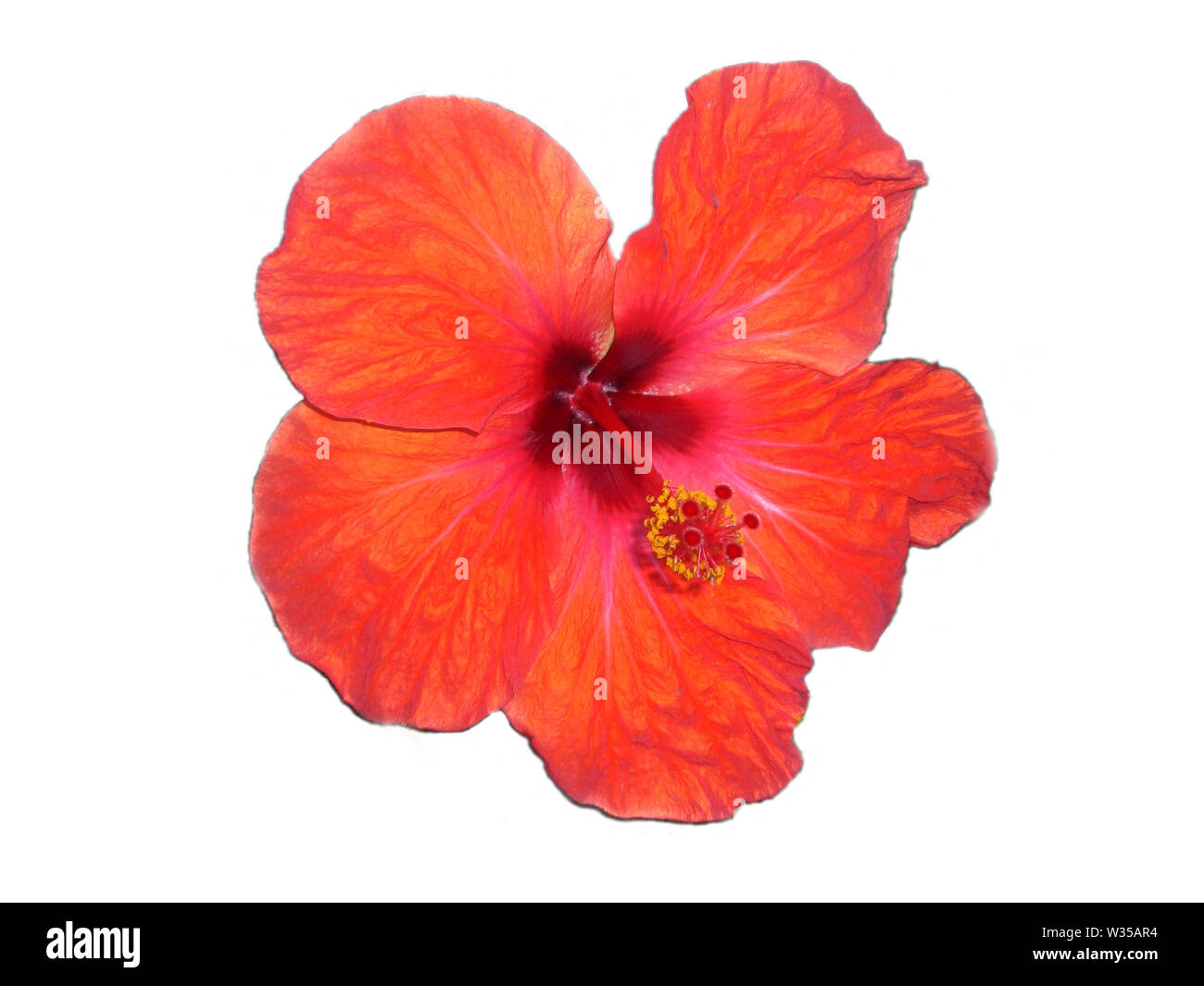 Hibiscus rosa-sinensis - rouge isolé sur fond blanc Banque D'Images