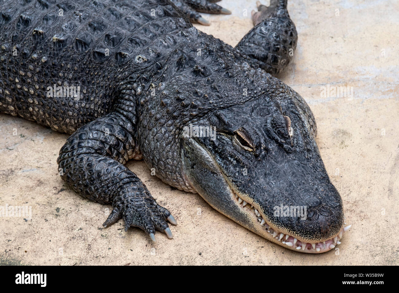 Alligator / gator / alligator Alligator mississippiensis (commune) endémique à la sud-est des États-Unis Banque D'Images