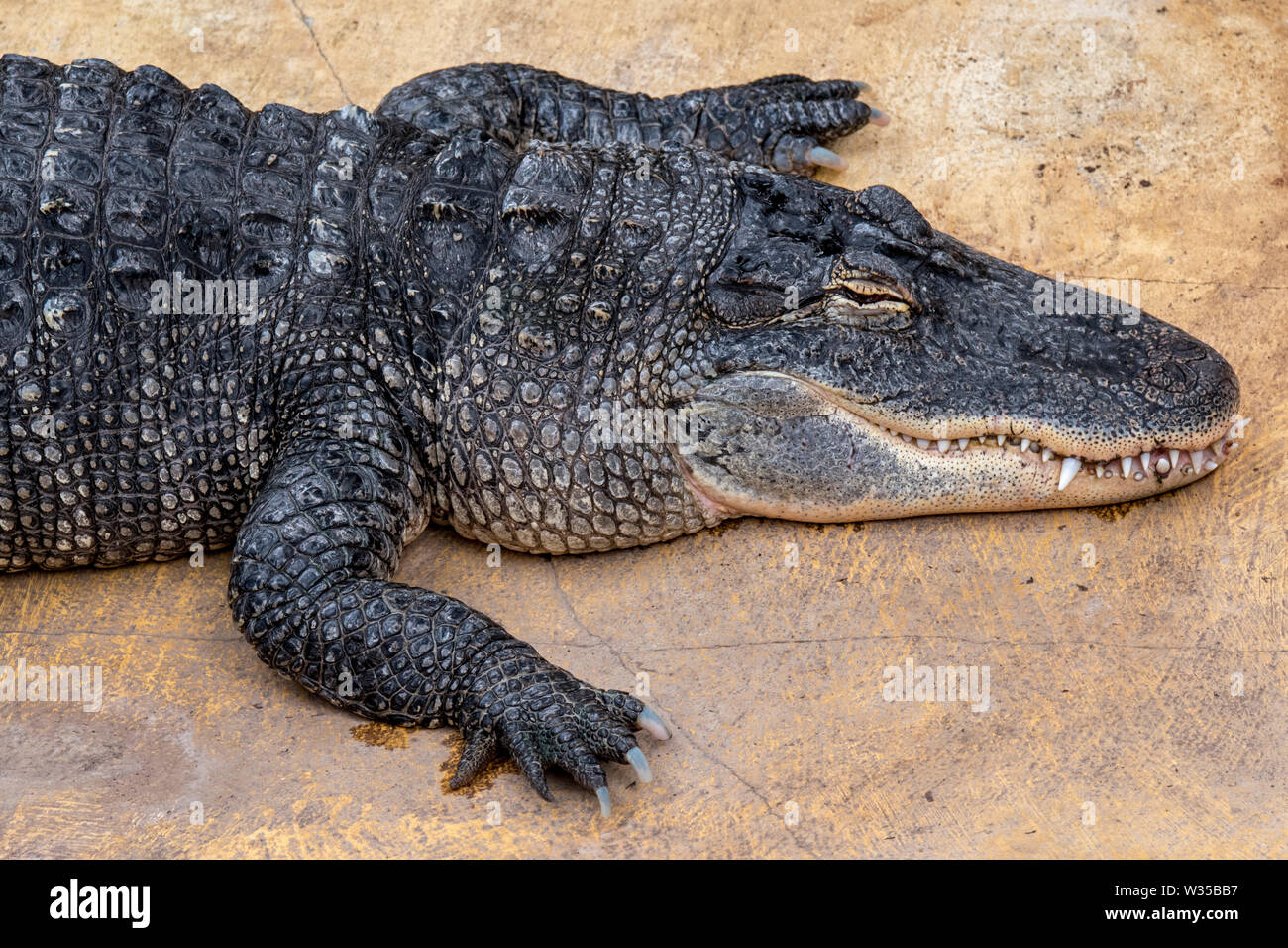 Alligator / gator / alligator Alligator mississippiensis (commune) endémique à la sud-est des États-Unis Banque D'Images