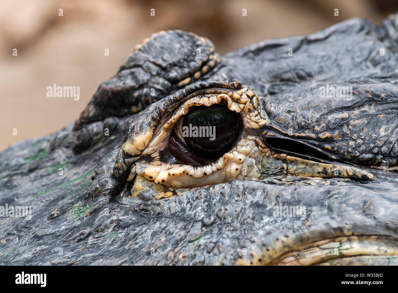 Alligator / gator / alligator Alligator mississippiensis (commune) close-up of eye Banque D'Images