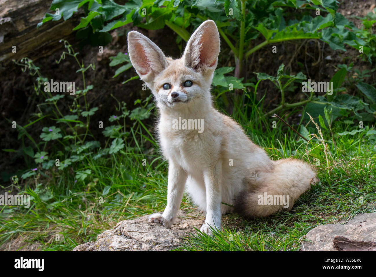 Fennec captif fox (Fennecus zerda / Vulpes zerda) souffrant de glaucome, maladie de l'oeil commun avec les fennecs dans les zoos Banque D'Images