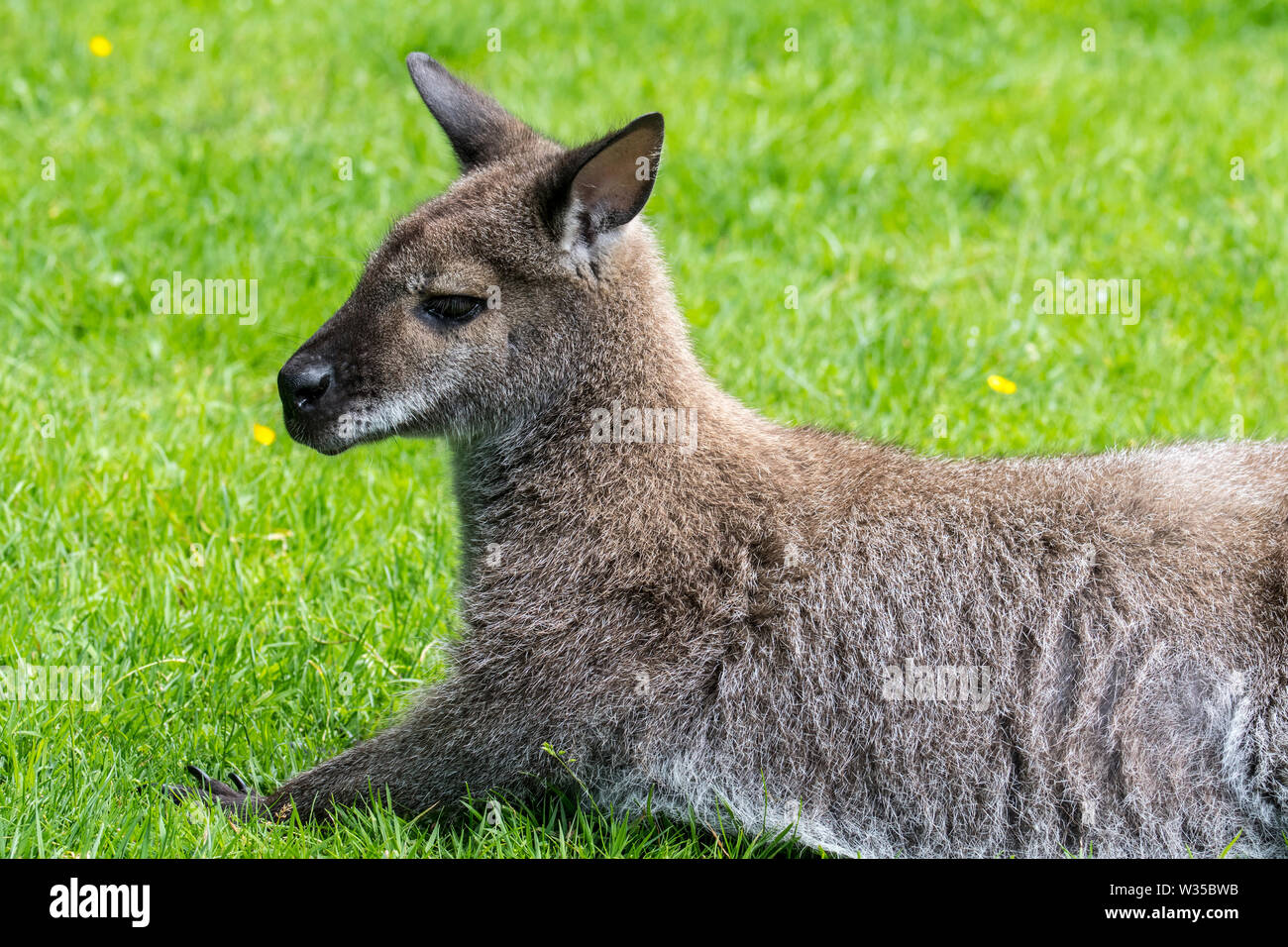 Red-necked wallaby wallaby de Bennett / (Macropus rufogriseus) originaire de l'Est de l'Australie et de Tasmanie et introduit en Nouvelle-Zélande et en Europe Banque D'Images