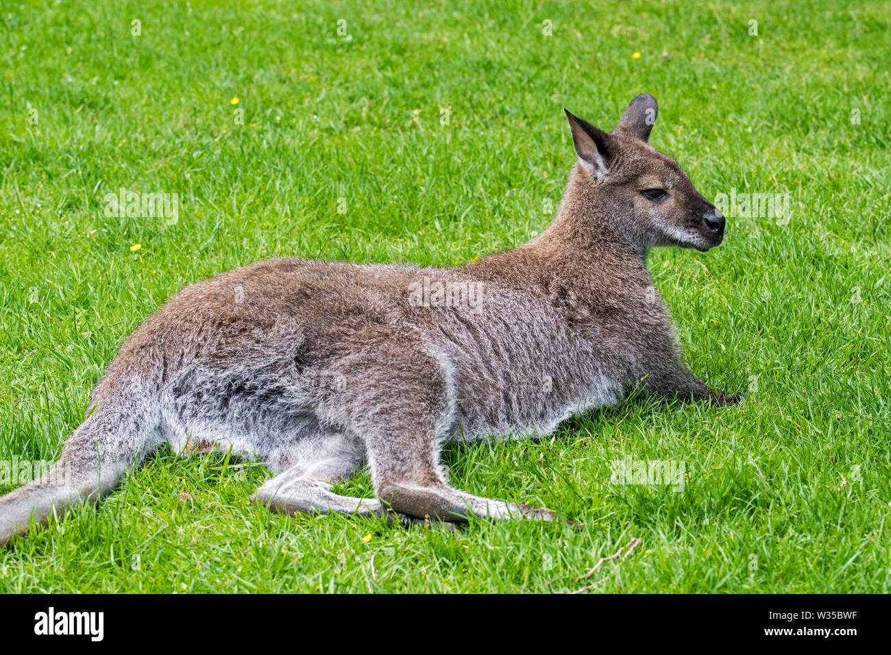 Red-necked wallaby wallaby de Bennett / (Macropus rufogriseus) originaire de l'Est de l'Australie et de Tasmanie et introduit en Nouvelle-Zélande et en Europe Banque D'Images