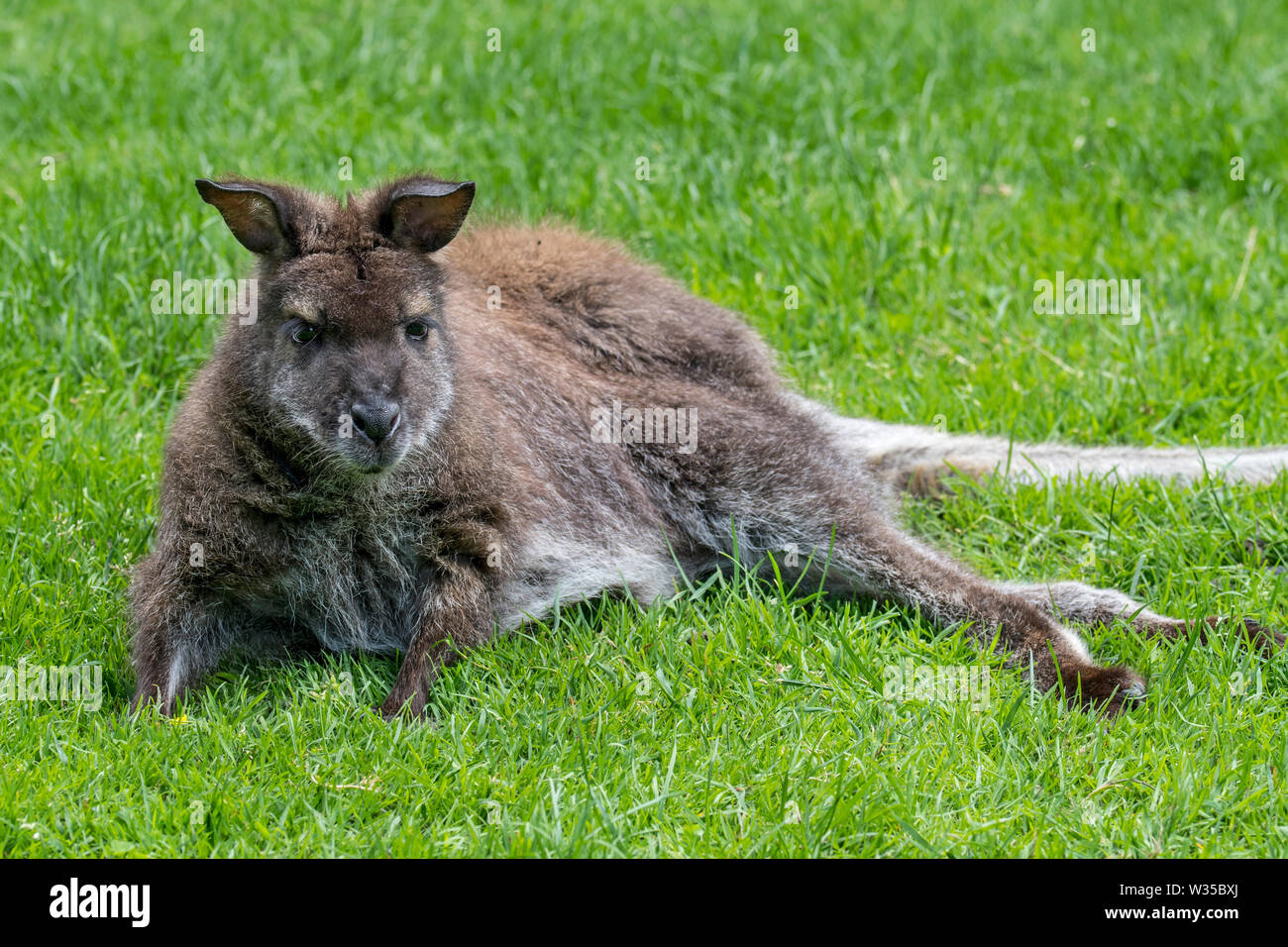 Red-necked wallaby wallaby de Bennett / (Macropus rufogriseus) originaire de l'Est de l'Australie et de Tasmanie et introduit en Nouvelle-Zélande et en Europe Banque D'Images