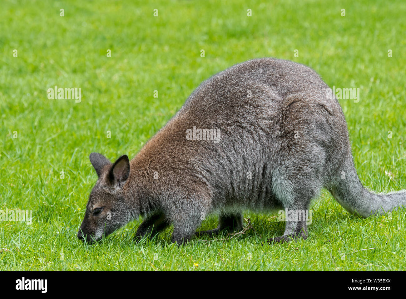 Red-necked wallaby wallaby de Bennett / (Macropus rufogriseus) originaire de l'Est de l'Australie et de Tasmanie et introduit en Nouvelle-Zélande et en Europe Banque D'Images