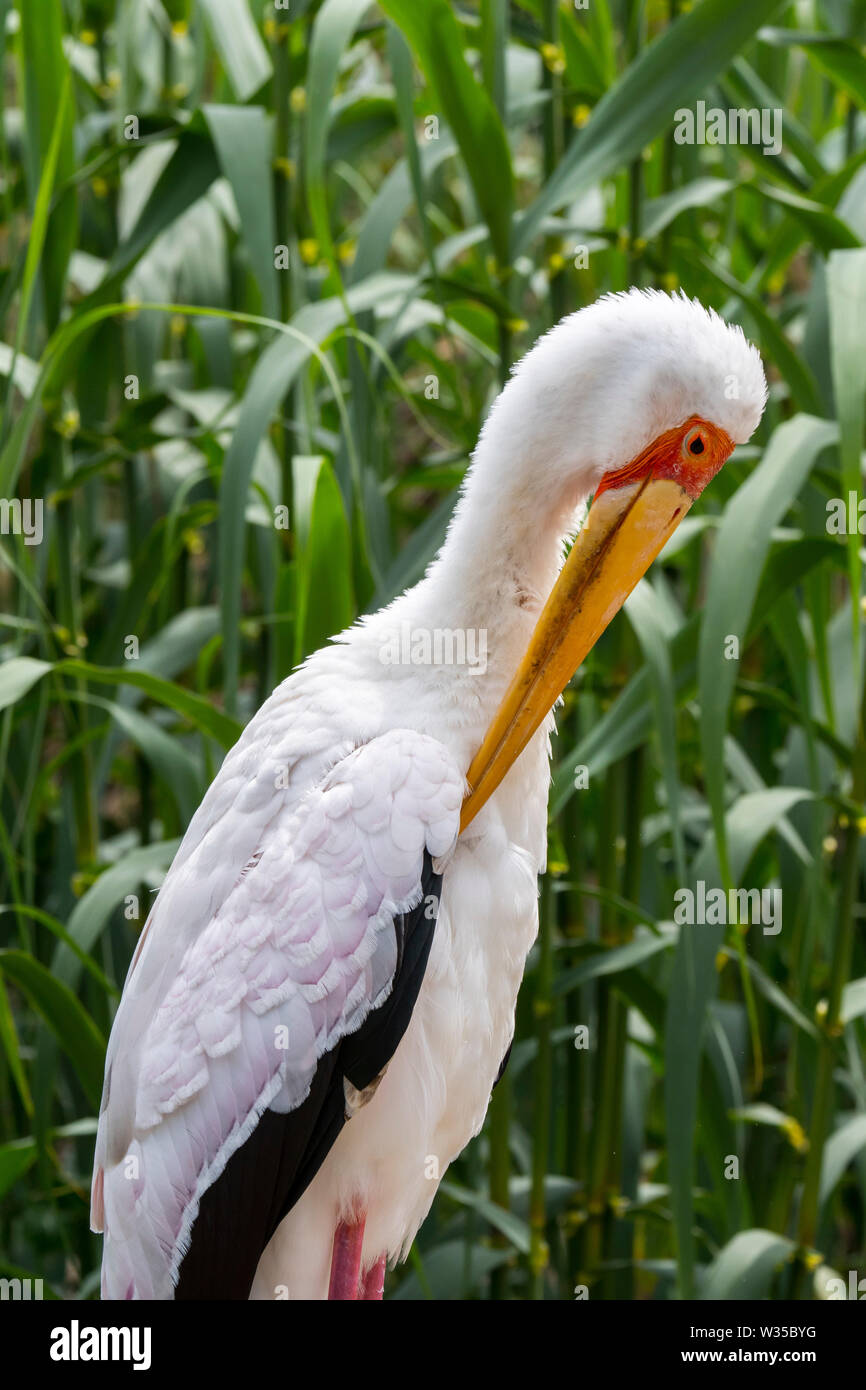 Yellow-billed stork / bois / wood stork (Mycteria ibis ibis) se lisser les plumes, native du Kenya, Tanzanie, Afrique du Sud et Banque D'Images