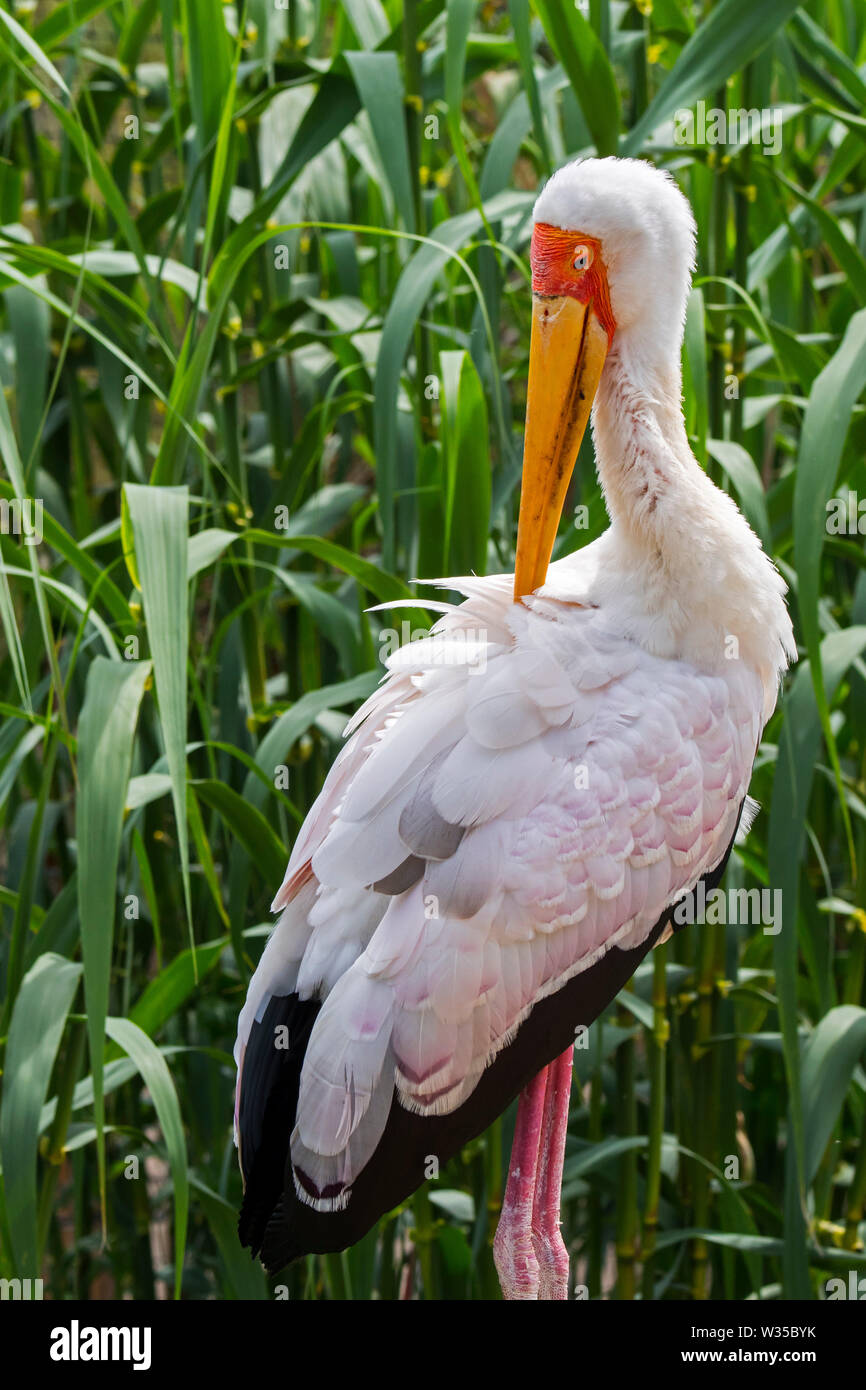 Yellow-billed stork / bois / wood stork (Mycteria ibis ibis) se lisser les plumes, native du Kenya, Tanzanie, Afrique du Sud et Banque D'Images