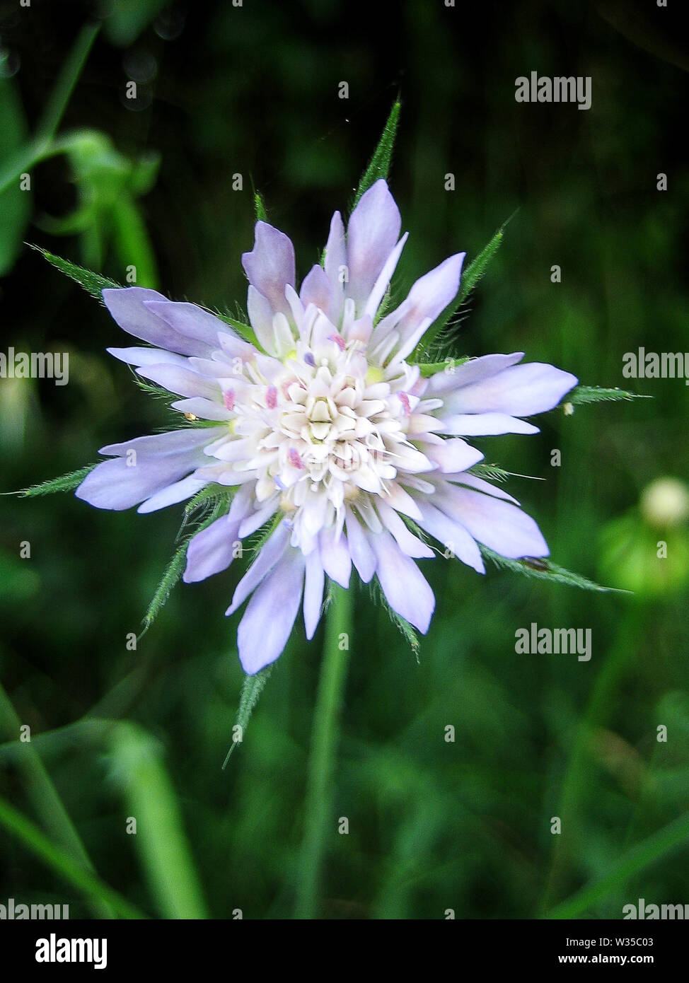 Knautia integrifolia - famille fleur macro fond d'arrière-plans tirages fine arts. Banque D'Images