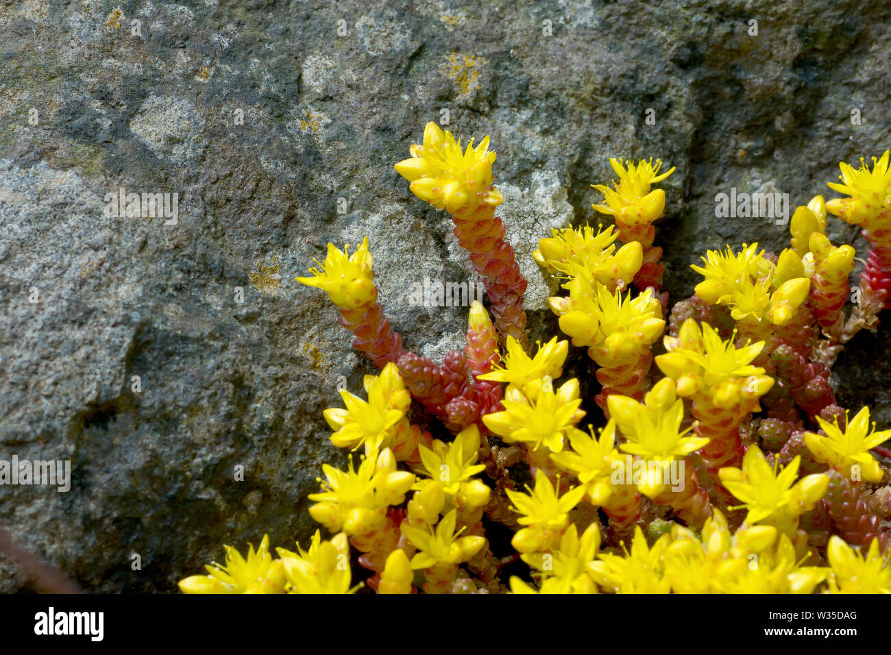Biting Stonecrop Sedum acre ou Wallpepper (), close up d'un groupe de fleurs en croissance dans l'interstice entre deux rochers. Banque D'Images