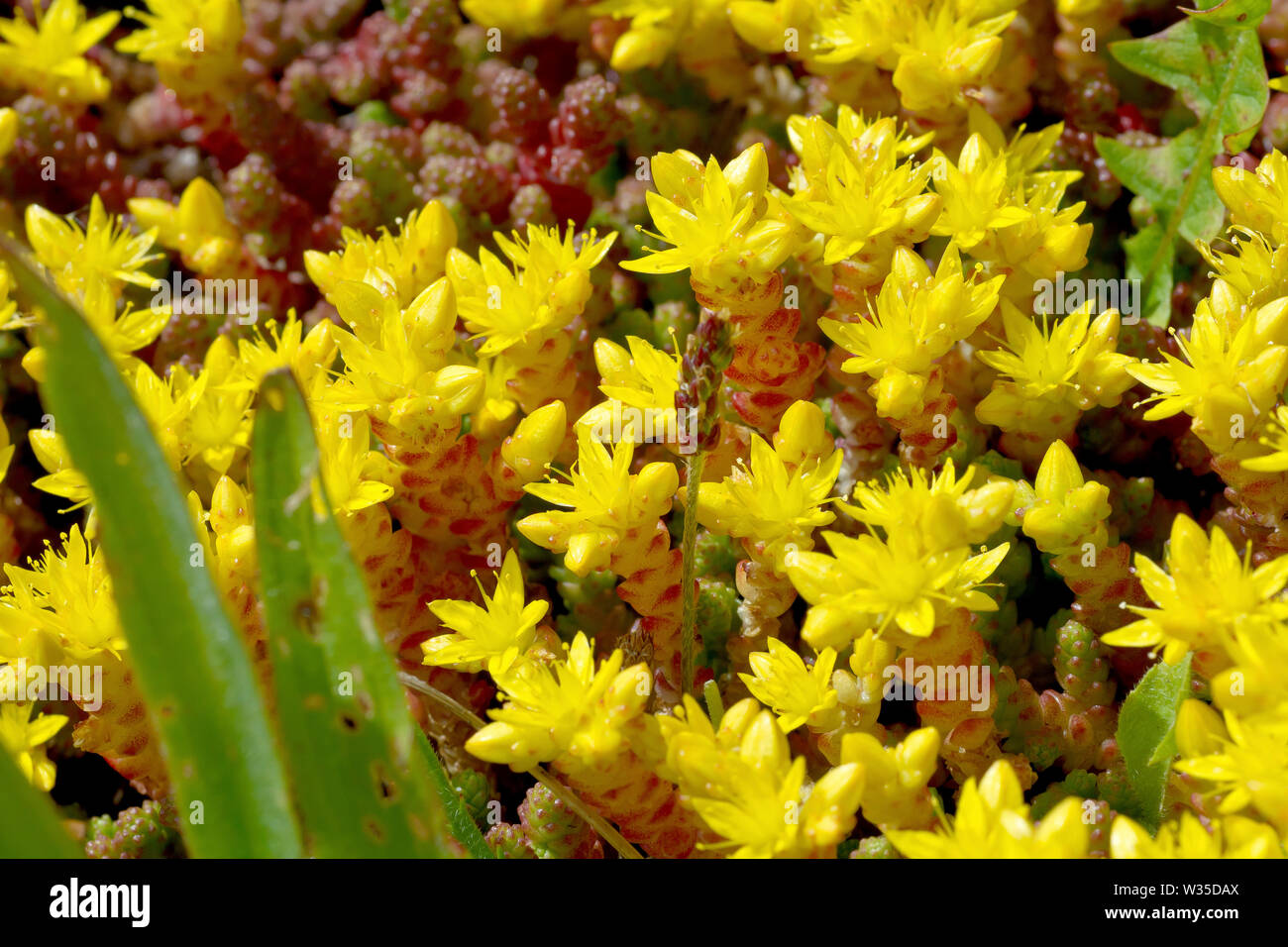 Biting Stonecrop Sedum acre ou Wallpepper (), close up d'un mat de la fleurs jaunes. Banque D'Images