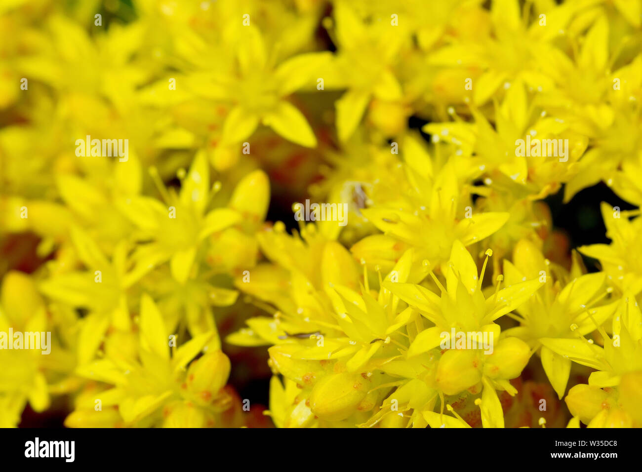 Biting Stonecrop Sedum acre ou Wallpepper (), close up d'un mat de la fleurs jaunes. Banque D'Images