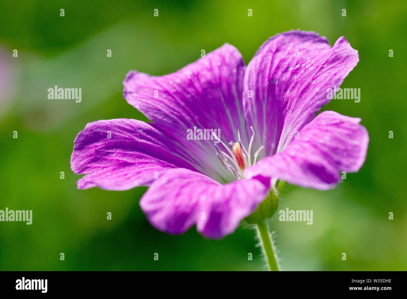 Crane's-bill en bois (Geranium sylvaticum), gros plan d'une fleur simple à faible profondeur de champ. Banque D'Images