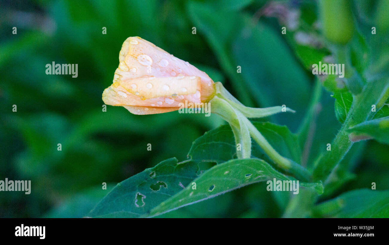 Fleur rose/jaune pastel avec des gouttes d'eau sur elle, l'arrière-plan flou vert Banque D'Images
