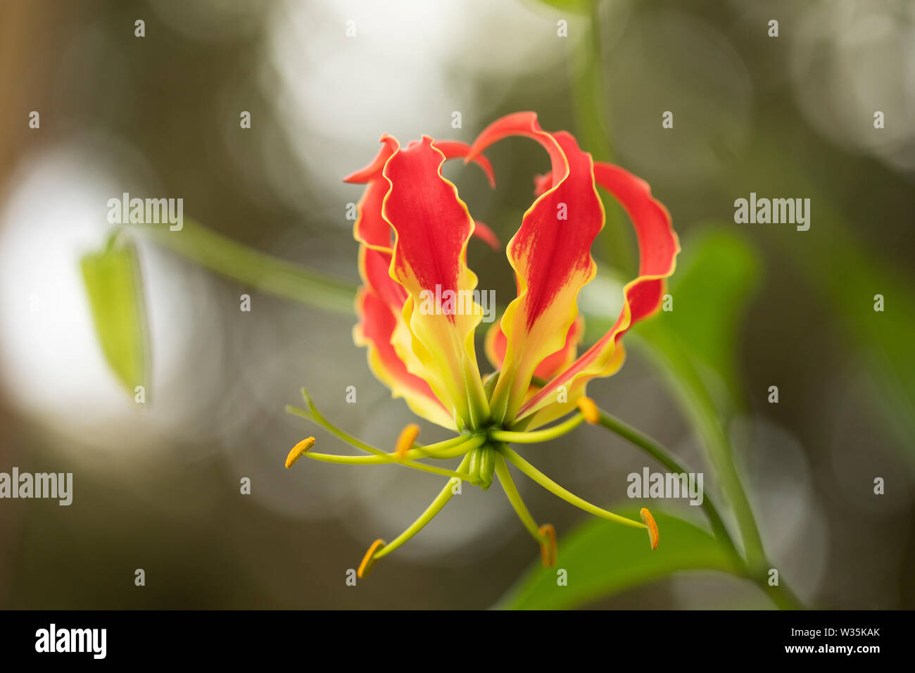 Gloriosa superba lis, une fleur tropicale originaire d'Afrique et d'Asie, également connu sous le nom de flame lily, Lily, lily gloire feu superbe, Lily, et Lily l'escalade. Banque D'Images