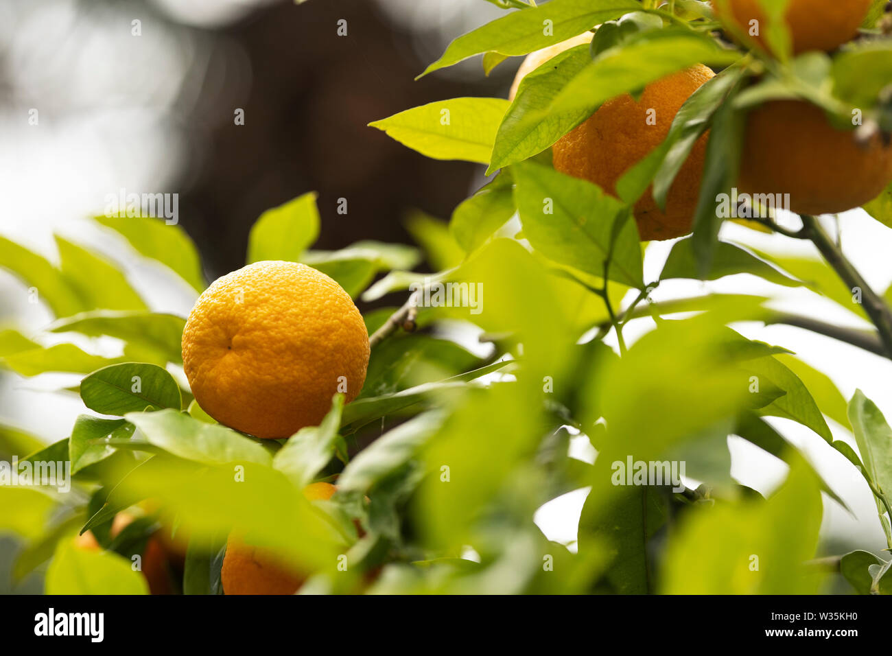 L'orange amère, également connu sous le nom d'orange de Séville, le bigaradier, orange bigarade, ou de la marmelade d'orange (Citrus aurantium) × croissant sur une branche d'arbre. Banque D'Images