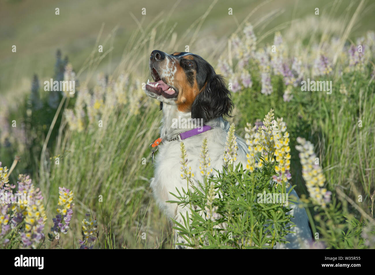Six-month-old English setter assis dans un patch de lupin Banque D'Images