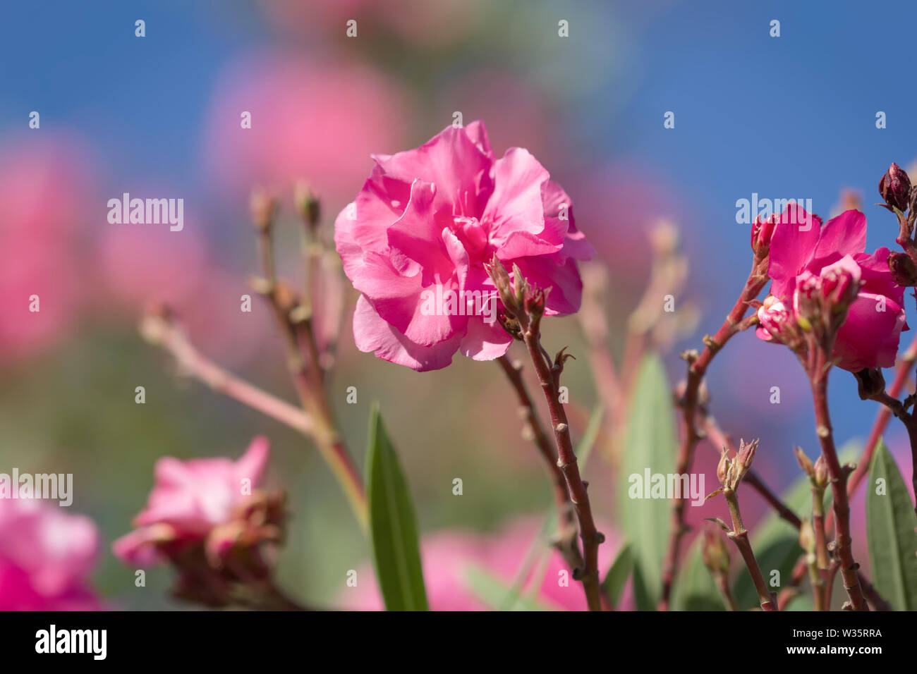 Fleurs de lauriers roses ou Nerium oleander. Banque D'Images