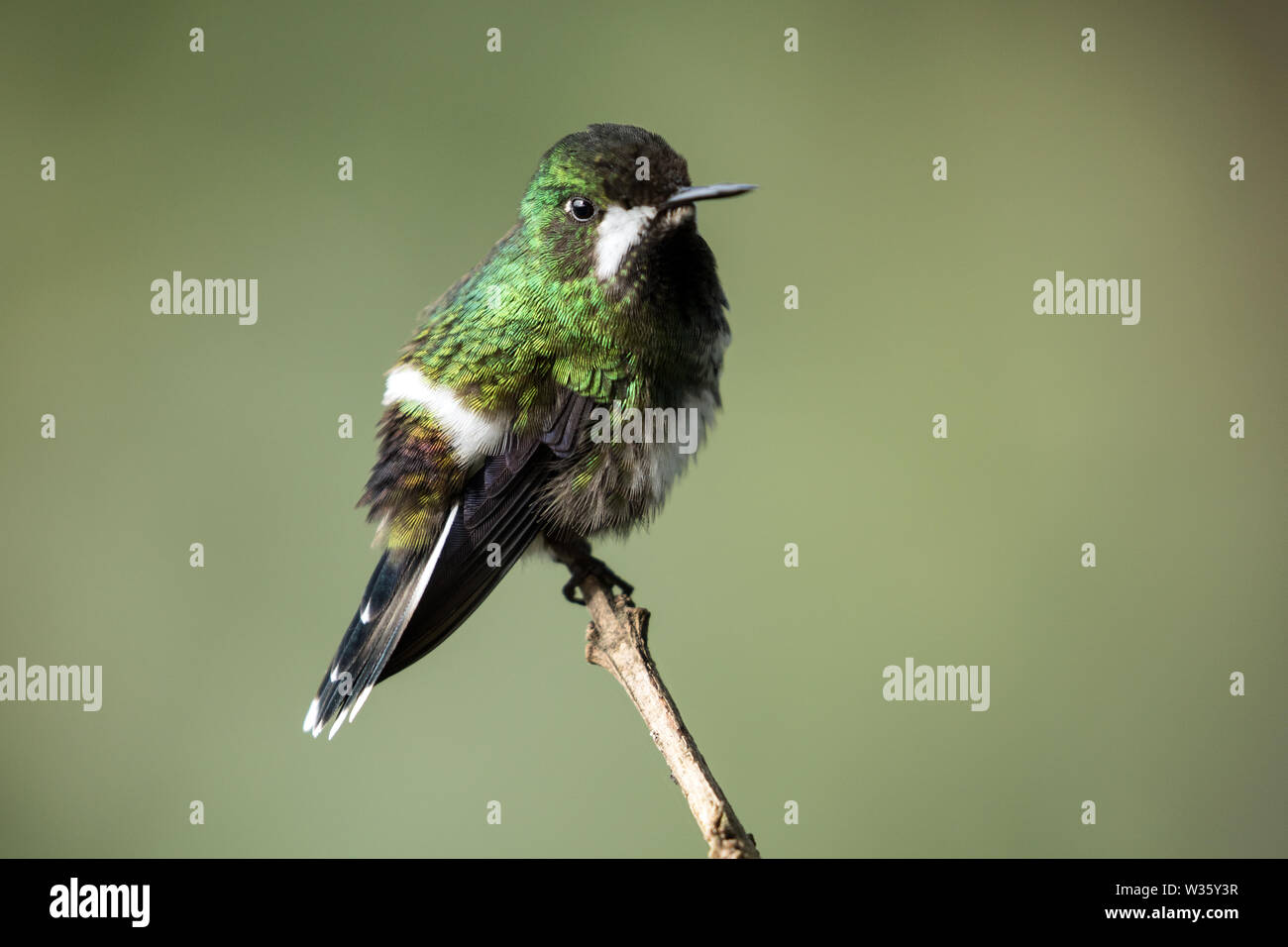 Gros plan du petit colibri femelle Green Thorntail perché sur une branche, l'Équateur. Nom scientifique de cet oiseau est Discosura conversii. Banque D'Images