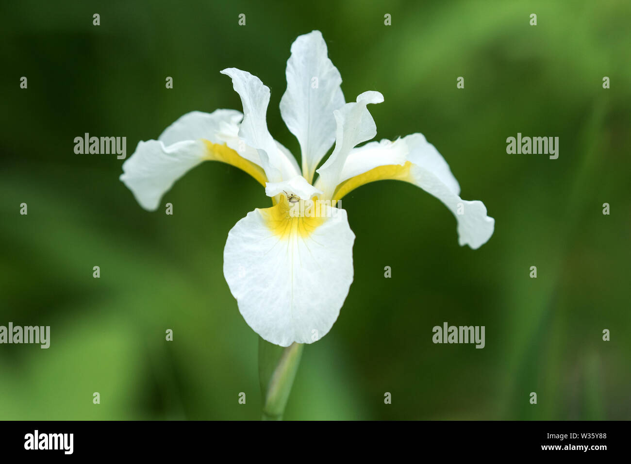 Floraison blanche de gros plan Iris de Sibérie dans  jardin,Québec,Canada.nom scientifique de cette plante vivace est Iris  sibirica Photo Stock - Alamy