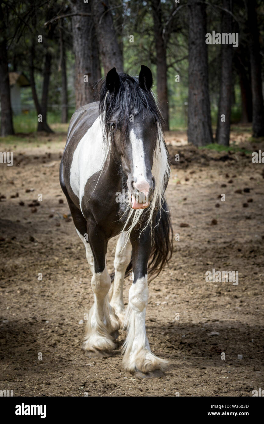 Un grand cheval de trait noir et blanc se dresse dans un champ dans Athol, Idaho. Banque D'Images