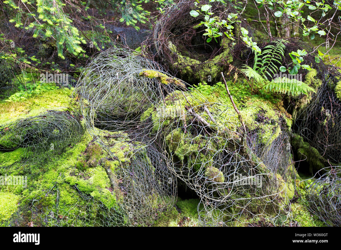 De plus en plus de mousse sur de vieilles clôtures abandonnés dans une forêt près de foyers, Ecosse, Royaume-Uni. Banque D'Images