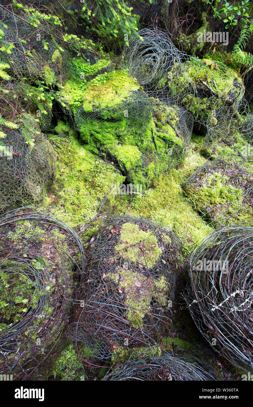 De plus en plus de mousse sur de vieilles clôtures abandonnés dans une forêt près de foyers, Ecosse, Royaume-Uni. Banque D'Images