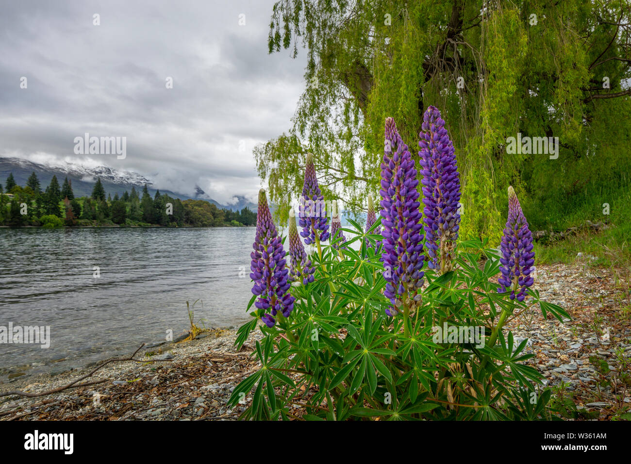 Russell mauve lupins (Lupinus polyphyllus) floraison sur les rives du Lac Wanaka, île du Sud, Nouvelle-Zélande. Banque D'Images