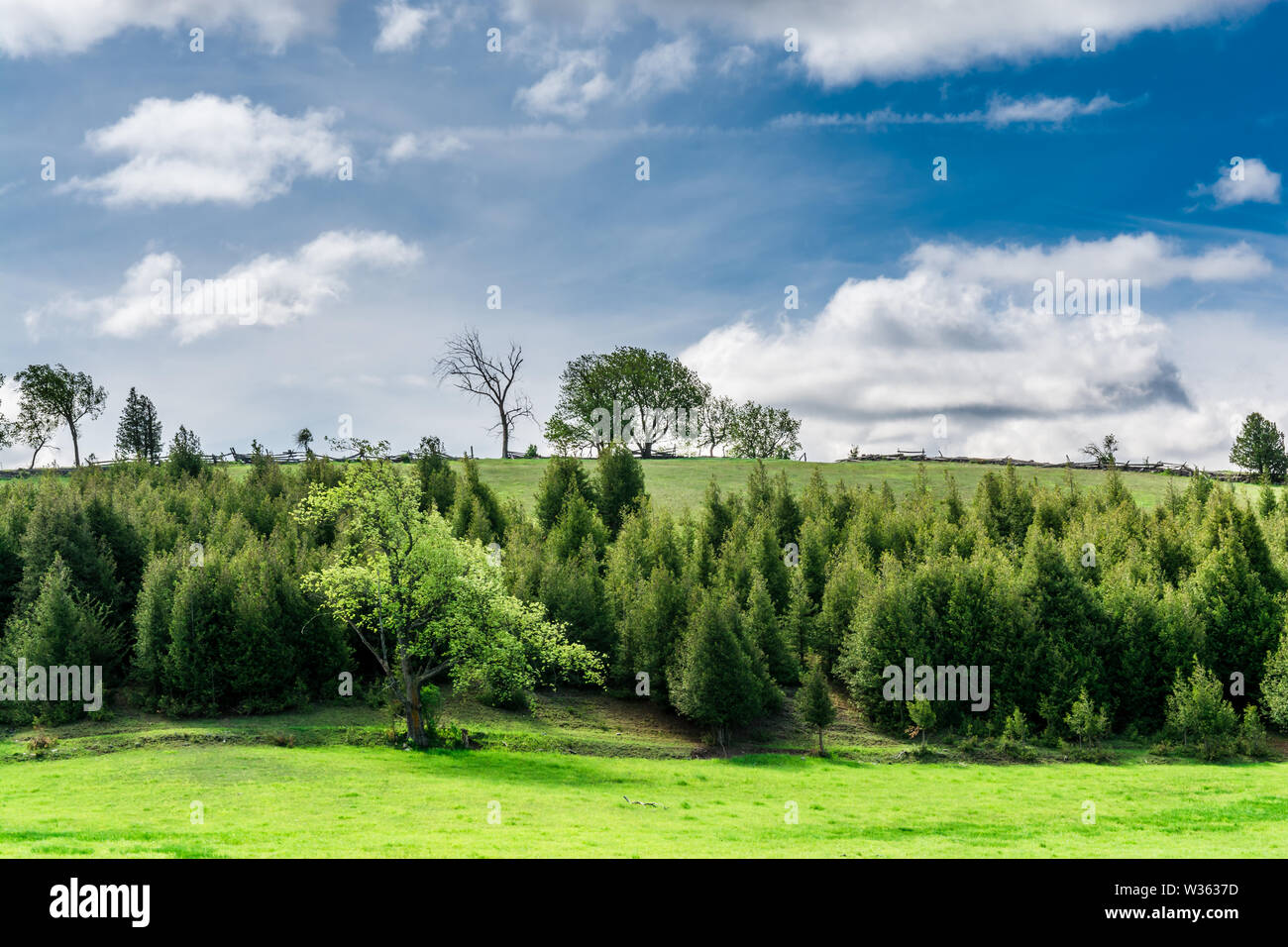 Scène rurale du début du printemps montrant un terrain vert herbacé avec des arbres verts frais et des verts à feuilles persistantes, le jour ensoleillé du ciel à contraste élevé Banque D'Images