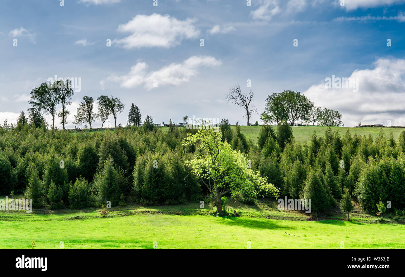 Scène rurale du début du printemps montrant un terrain vert herbacé avec des arbres verts frais et des verts à feuilles persistantes, le jour ensoleillé du ciel à contraste élevé Banque D'Images