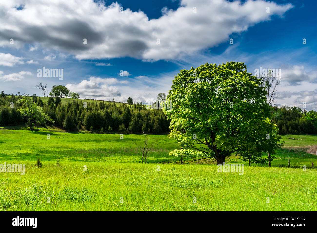 Scène rurale du début du printemps montrant un terrain vert herbacé avec des arbres verts frais et des verts à feuilles persistantes, le jour ensoleillé du ciel à contraste élevé Banque D'Images