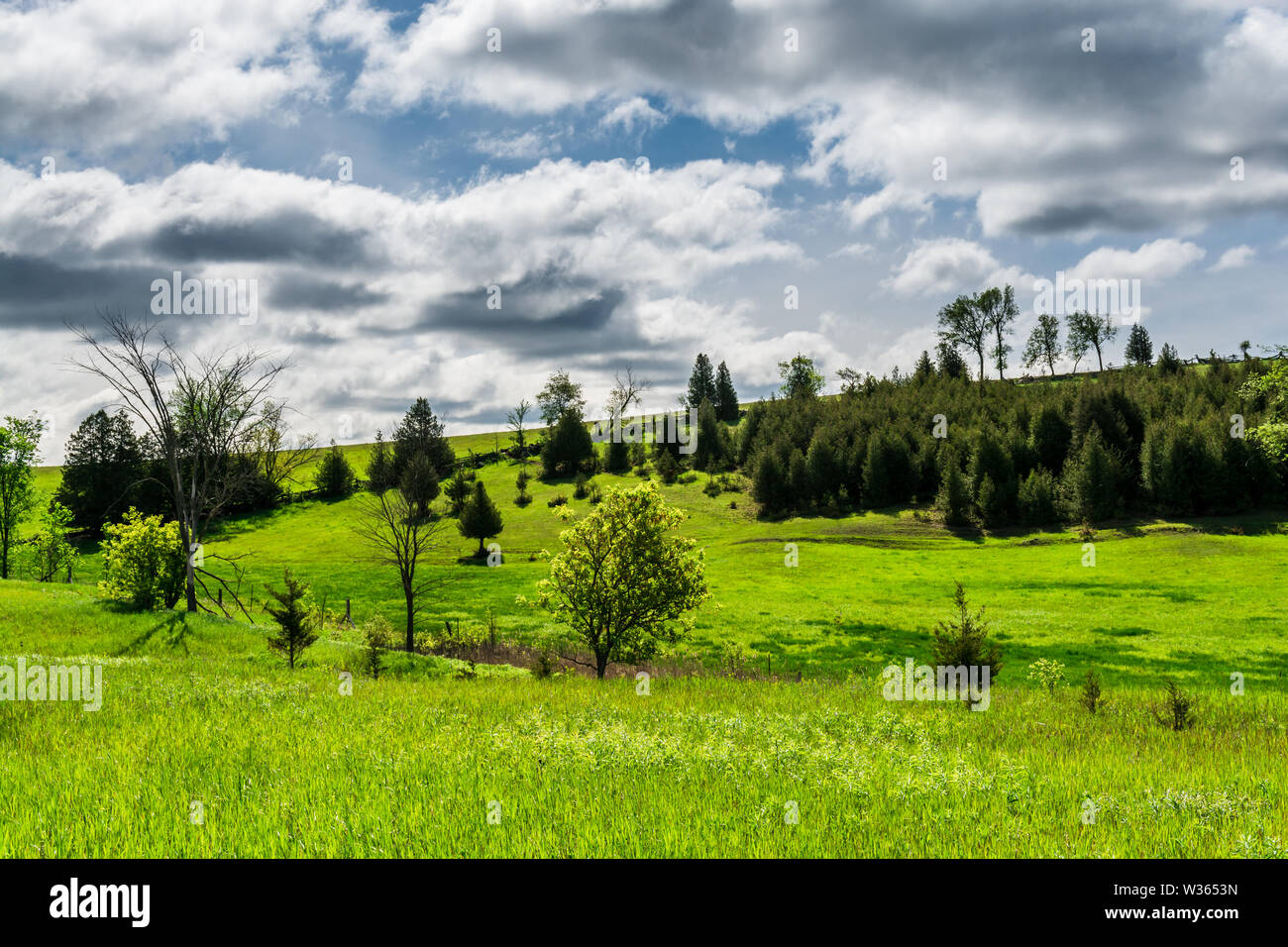 Scène rurale du début du printemps montrant un terrain vert herbacé avec des arbres verts frais et des verts à feuilles persistantes, le jour ensoleillé du ciel à contraste élevé Banque D'Images