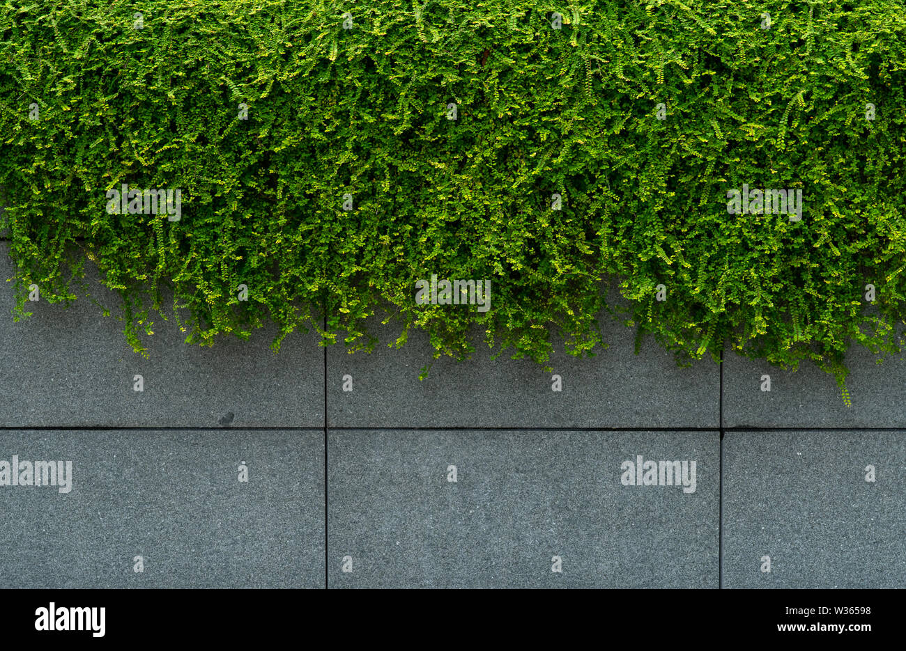 Laisser couvert vert lierre mur de béton texture background. Mur végétal pour purifier l'air. Ivy mur vert pour réduire la consommation d'énergie dans le bâtiment. Banque D'Images